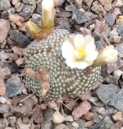 Blossfeldia spec. R471 -щеплена-