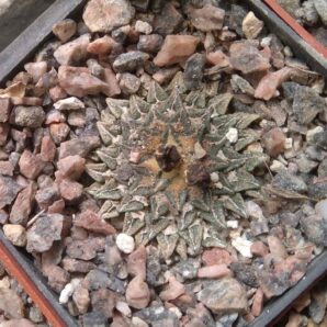 Ariocarpus kotschoubeyanus LH930 -small form-мала форма- своє коріння-20років- cube-6cm-