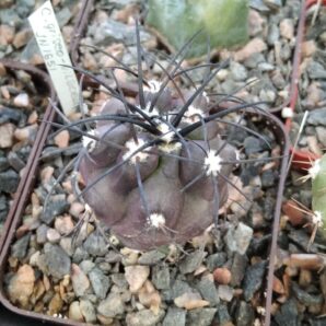 Copiapoa griseo-vilacea JN1651 -cube-7cm-щеплена-