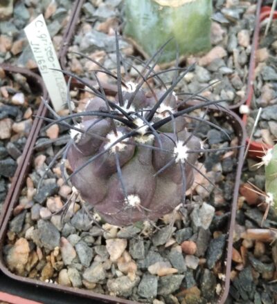 Copiapoa griseo-vilacea JN1651 -cube-7cm-щеплена-
