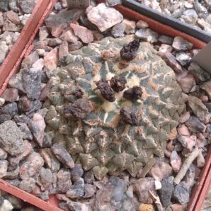 Ariocarpus kotschoubeyanus MZ218 v. neotulensis -25років- cube-6cm- 4000