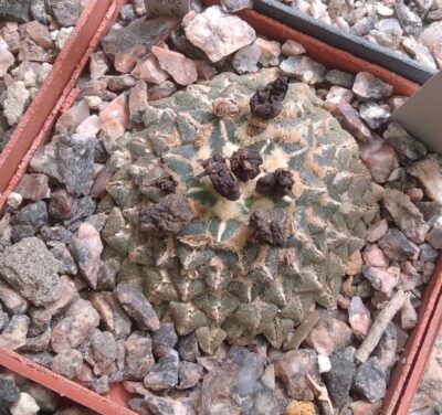 Ariocarpus kotschoubeyanus MZ218 v. neotulensis -25років- cube-6cm- 4000