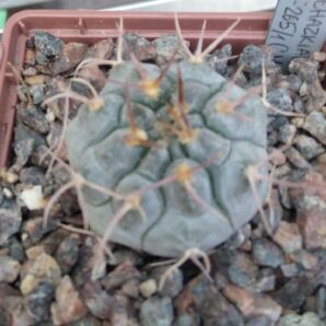 Gymnocalycium prochazkianum TOM07-265/1 -cube-7cm-