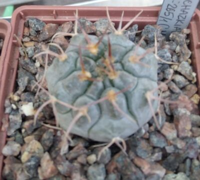 Gymnocalycium prochazkianum TOM07-265/1 -cube-7cm-
