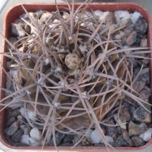 Gymnocalycium knollii WO066 -cube-7cm- hard culture-