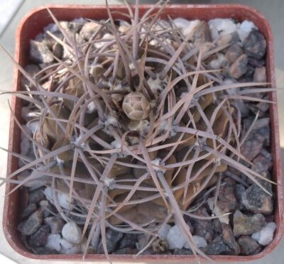 Gymnocalycium knollii WO066 -cube-7cm- hard culture-