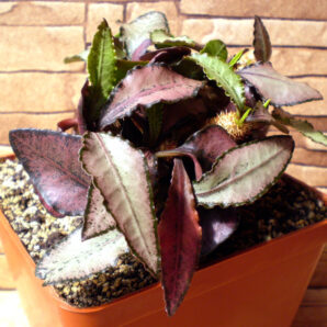 Euphorbia francoisii №2