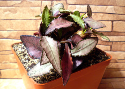 Euphorbia francoisii №2