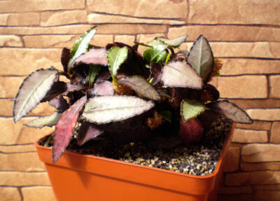 Euphorbia francoisii №2 - Зображення 2