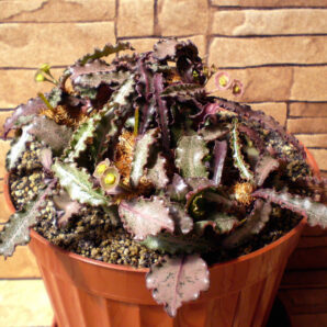 Euphorbia francoisii №3
