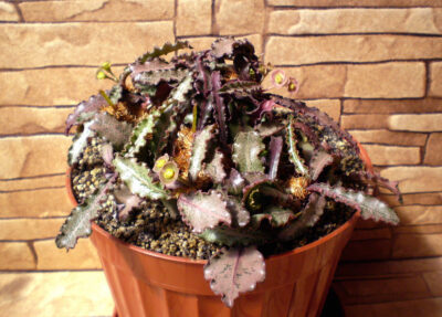 Euphorbia francoisii №3