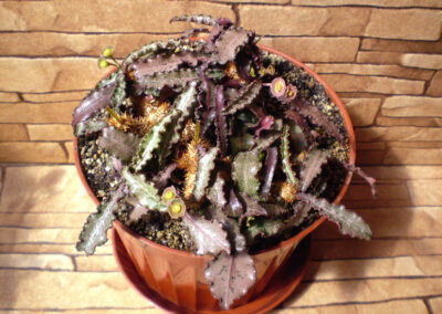 Euphorbia francoisii №3 - Зображення 2