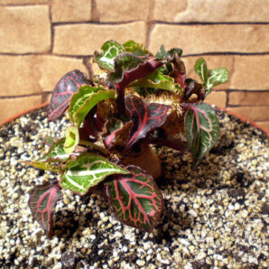 Euphorbia francoisii №4