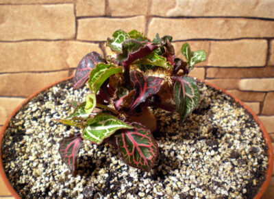 Euphorbia francoisii №4