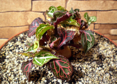 Euphorbia francoisii №4 - Зображення 2
