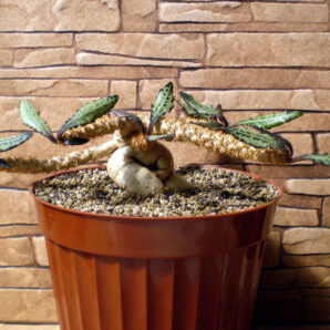 Euphorbia francoisii №5