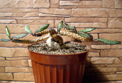 Euphorbia francoisii №5