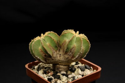 Aztekium hintonii - Зображення 2