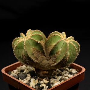Aztekium hintonii