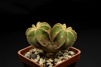 Aztekium hintonii
