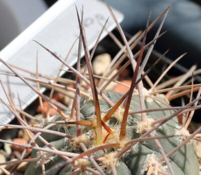 Gymnocalycium armatum - Зображення 2