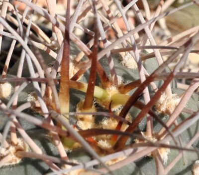 Gymnocalycium cardenasianum - Зображення 4