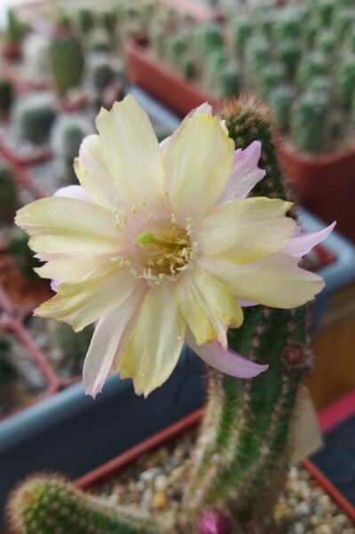Chamaecereus hybrid Pan17.8.76