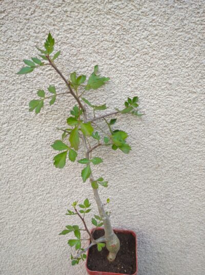Bursera fagaroides