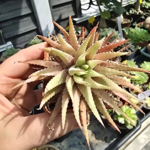 Haworthia attenuata var.chlorophyll