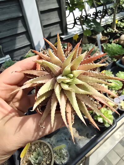 Haworthia attenuata var.chlorophyll