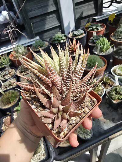 Haworthia attenuata var.chlorophyll - Зображення 2