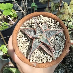 Aloe donnie