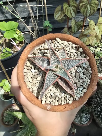 Aloe donnie