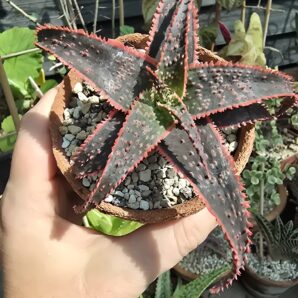 Aloe Christmas Carol