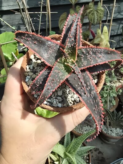Aloe Christmas Carol