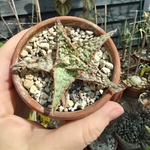 Aloe hybrid