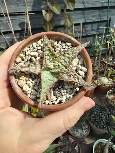 Aloe hybrid