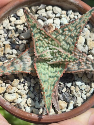 Aloe hybrid - Зображення 2