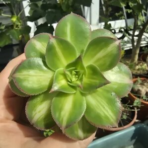 Aeonium Lemon and Lime
