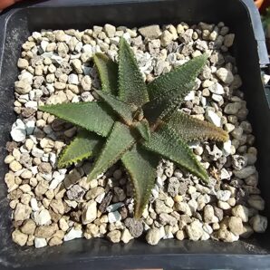 Haworthia koelmaniorum