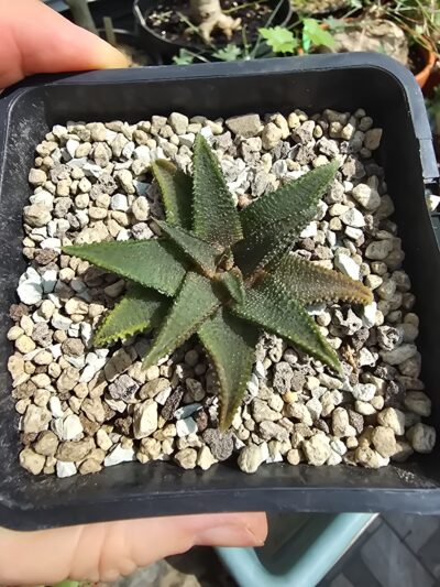 Haworthia koelmaniorum