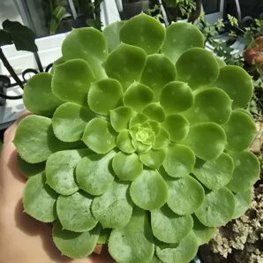 Aeonium pseudotabuliforme