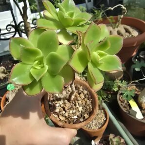 Aeonium kiwi