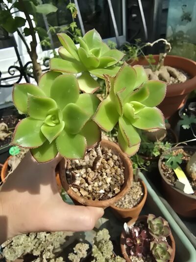 Aeonium kiwi
