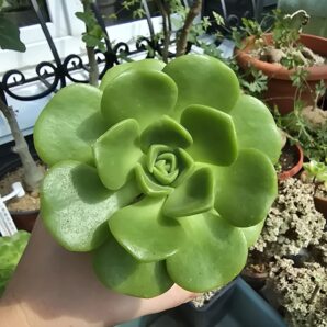 Aeonium Lily Pad