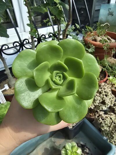 Aeonium Lily Pad