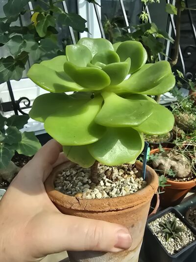 Aeonium Lily Pad - Зображення 2