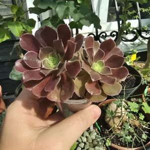 Aeonium Velour