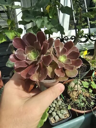 Aeonium Velour