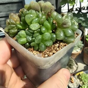 Haworthia cooperi var.truncata